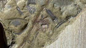 化石视频大全爆料,化石视频大全独家爆料